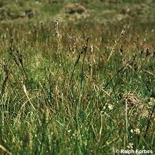 Attēlu rezultāti vaicājumam “Juncus squarrosus”