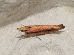 Attēlu rezultāti vaicājumam “Ypsolopha parenthesella”