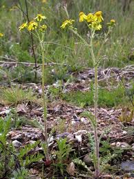 Attēlu rezultāti vaicājumam “Senecio vernalis leaf”