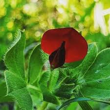 Image result for Lotus tetragonolobus