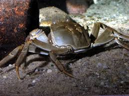 Image result for Eriocheir sinensis