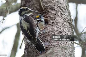 Attēlu rezultāti vaicājumam “Picoides tridactylus”