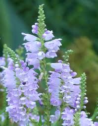 Attēlu rezultāti vaicājumam “Rabdophaga degeeri”