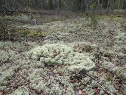 Attēlu rezultāti vaicājumam “Cladonia mitis”