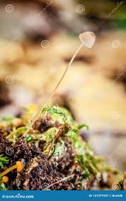 Attēlu rezultāti vaicājumam “Mycena filopes”