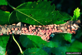 Attēlu rezultāti vaicājumam “Peniophora rufa”