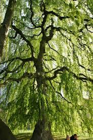 Attēlu rezultāti vaicājumam “Fagus sylvatica”