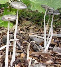 Image result for coprinus