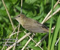 Attēlu rezultāti vaicājumam “Sylvia borin adult”