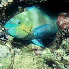 Image result for Scarus trispinosus