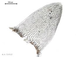 Attēlu rezultāti vaicājumam “Sphagnum inundatum”