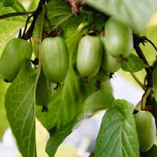 Attēlu rezultāti vaicājumam “Actinidia kolomikta”