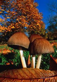 Attēlu rezultāti vaicājumam “Mycena”