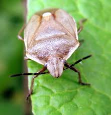 Attēlu rezultāti vaicājumam “Chlorochroa pinicola”