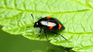 Attēlu rezultāti vaicājumam “Scaphidium quadrimaculatum”