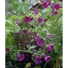 Image result for Malva sylvestris var. mauritiana