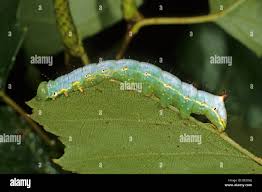 Attēlu rezultāti vaicājumam “Ptilodon capucina”