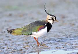 Attēlu rezultāti vaicājumam “Vanellus vanellus adult”