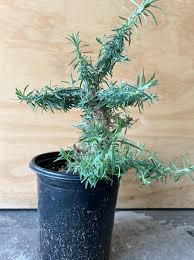 Attēlu rezultāti vaicājumam “Epilobium roseum leaf”