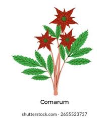Attēlu rezultāti vaicājumam “Comarum palustre leaf”