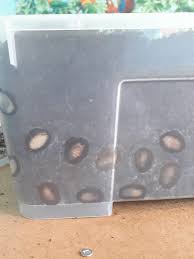 Attēlu rezultāti vaicājumam “Potosia cuprea imago”