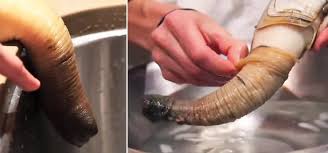 Image result for geoduck