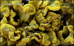 Attēlu rezultāti vaicājumam “Vulpicida pinastri”