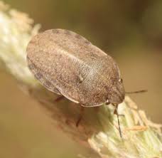 Attēlu rezultāti vaicājumam “Eurygaster testudinaria nymph”