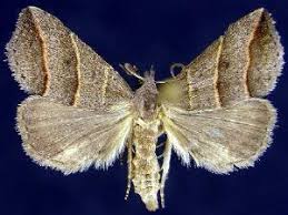 Attēlu rezultāti vaicājumam “Colobochyla salicalis”