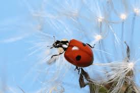 Attēlu rezultāti vaicājumam “Adalia bipunctata”