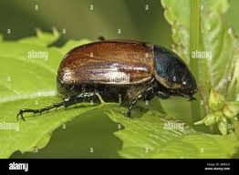 Attēlu rezultāti vaicājumam “Anomala dubia”