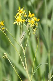 Attēlu rezultāti vaicājumam “Jacobaea paludosa”