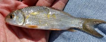 Image result for Carpiodes cyprinus