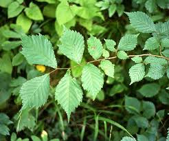 Attēlu rezultāti vaicājumam “Ulmus glabra leaf”