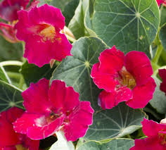 Image result for Tropaeolum minus