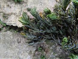 Attēlu rezultāti vaicājumam “Orthotrichum, Nyholmiella”