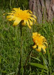 Attēlu rezultāti vaicājumam “Scorzonera humilis bud”