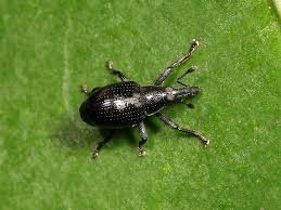 Attēlu rezultāti vaicājumam “Apion sp.”