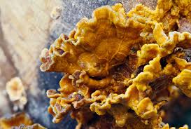 Attēlu rezultāti vaicājumam “Badhamiopsis ainoae macro”