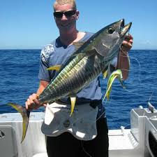 Image result for Thunnus albacares