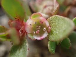 Attēlu rezultāti vaicājumam “Elatinaceae”