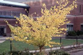 Attēlu rezultāti vaicājumam “Hamamelis virginiana”