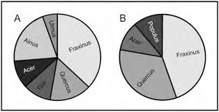 Attēlu rezultāti vaicājumam “Cetrelia sp.”