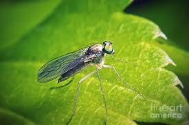 Attēlu rezultāti vaicājumam “Dolichopodidae”