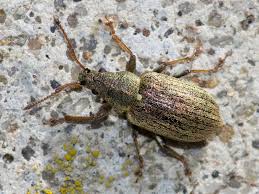 Attēlu rezultāti vaicājumam “Phyllobius”