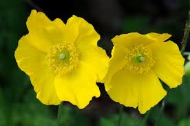 Image result for Meconopsis cambrica