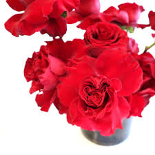 Image result for Red Rose Cc