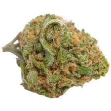 Attēlu rezultāti vaicājumam “Cannabis sativa fruit”