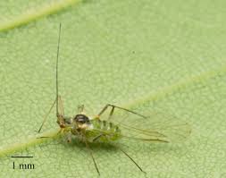 Attēlu rezultāti vaicājumam “Drepanosiphum platanoidis”