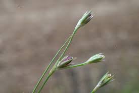 Attēlu rezultāti vaicājumam “Juncus bufonius fruit”